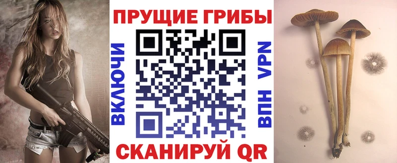 Псилоцибиновые грибы Psilocybe  kraken онион  Пущино  купить  